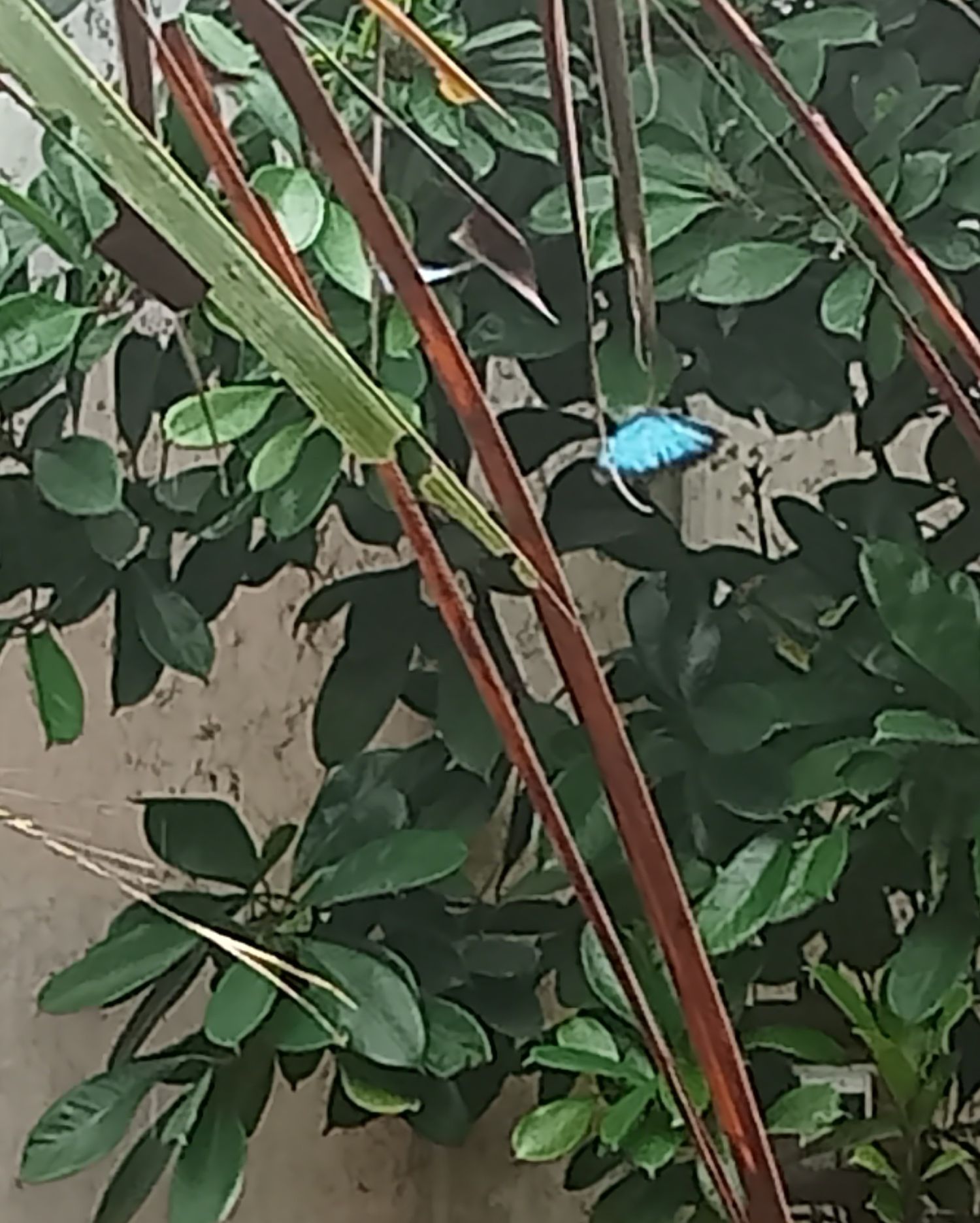 Serre aux Papillons  