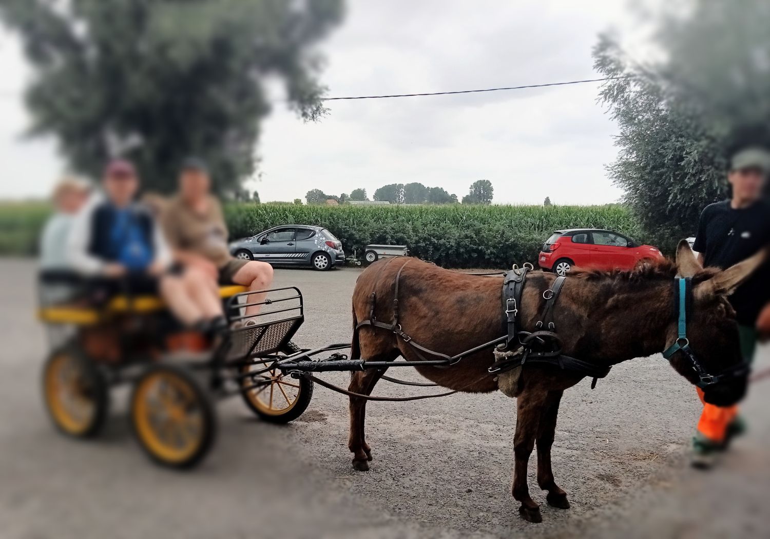 A la découverte des Ânes à Warhem 