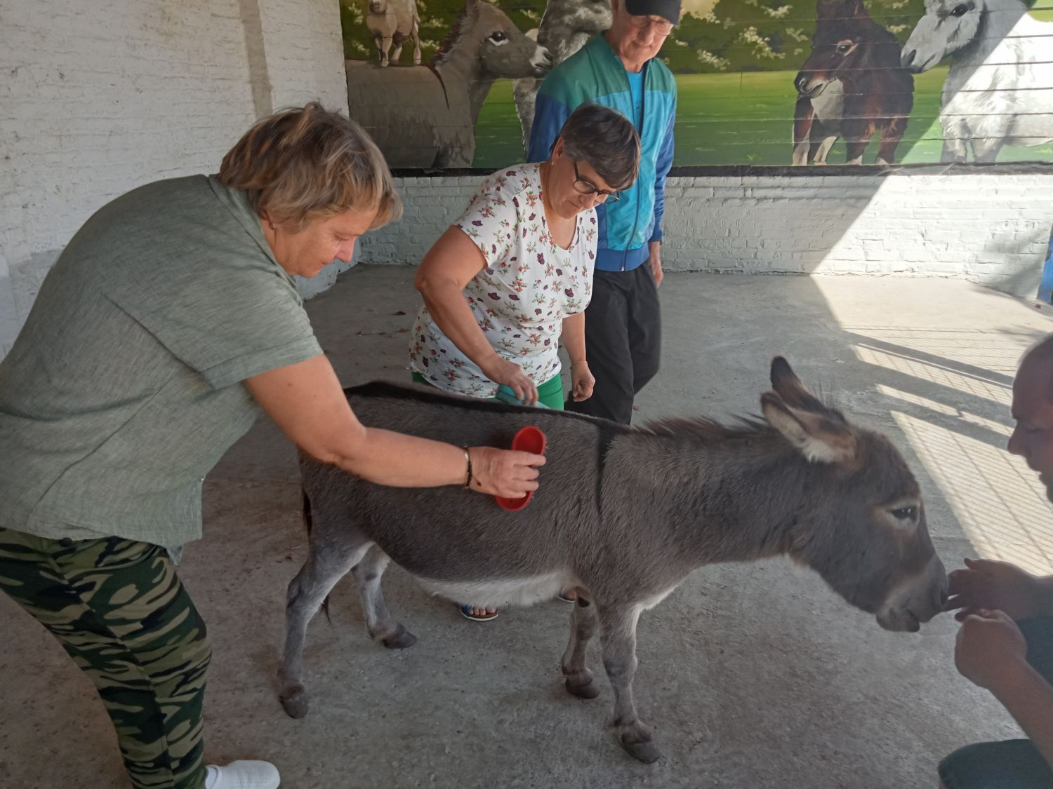La petite fermette à Esquelbecq  